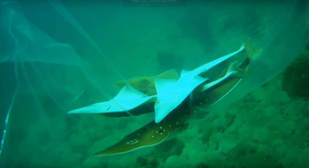 Releasing 9 Giant Wedgefish (Rhynchobatus australiae)